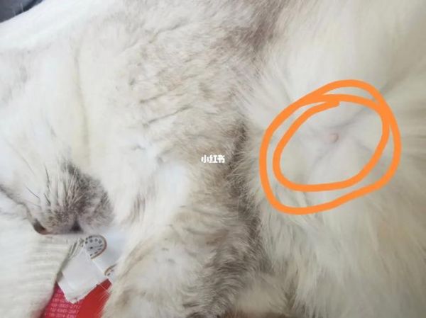 猫手臂上有个凸起的肉球,猫手游交易平台