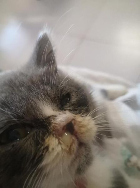 猫流鼻涕怎么回事儿,猫咪有点流鼻涕怎么办