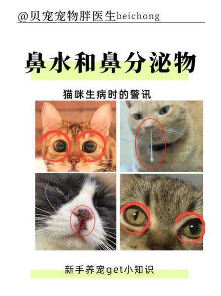 猫流鼻涕怎么回事儿,猫咪有点流鼻涕怎么办