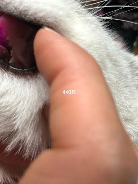 猫犬牙掉了还会长出来吗,猫犬疫苗多少钱一针