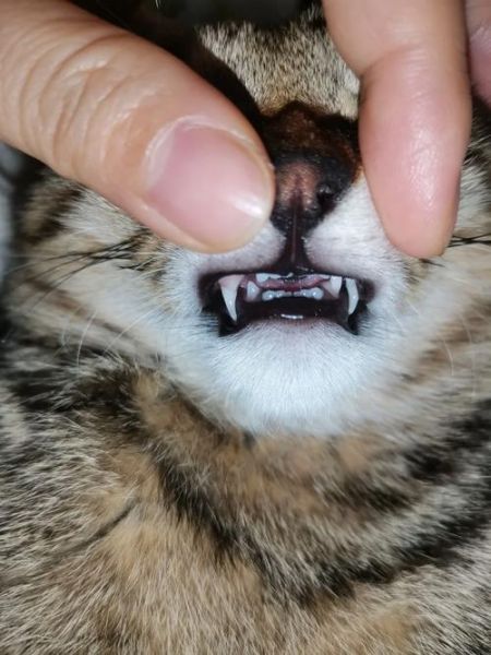猫犬牙掉了还会长出来吗,猫犬疫苗多少钱一针
