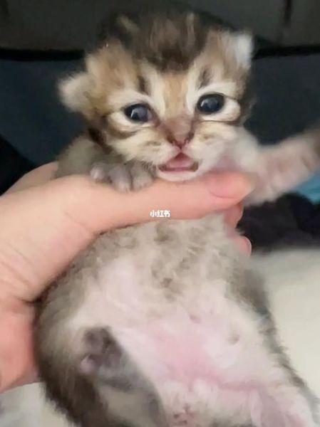 猫生下来几天睁眼睛,猫多少天睁眼正常