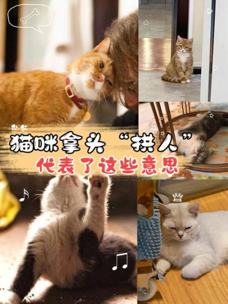 猫用头拱你的手是什么意思,猫月子多长时间