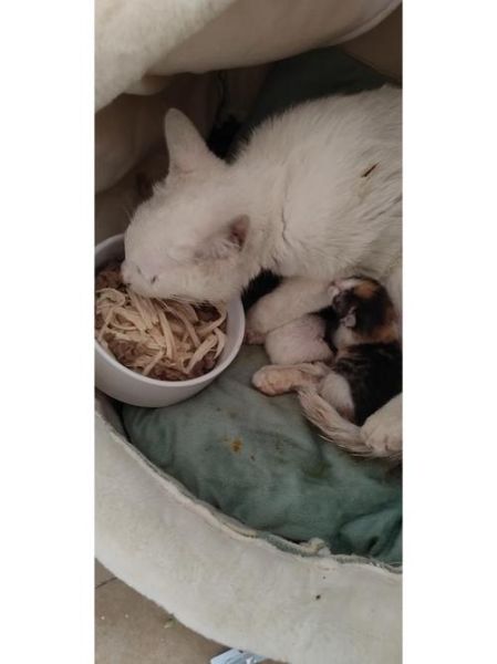 猫用头拱你的手是什么意思,猫月子多长时间