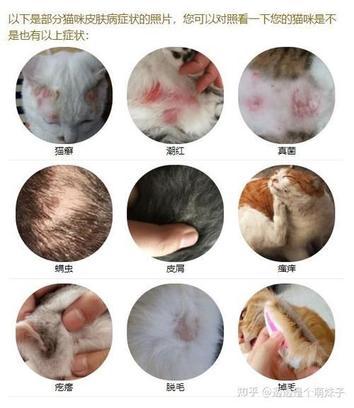 猫癣各个阶段图解,猫癣各个阶段褐色