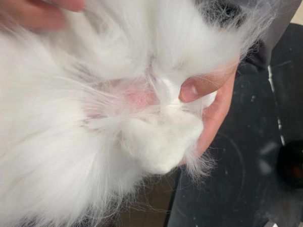 猫老是掉毛怎么办,猫怎么才能不掉毛呢