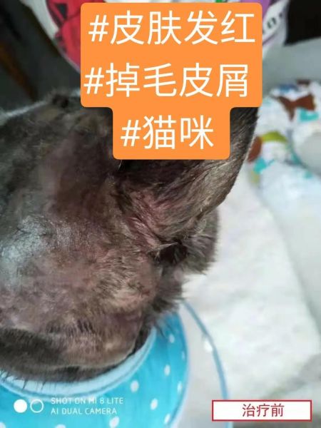 猫老是掉毛怎么办,猫怎么才能不掉毛呢