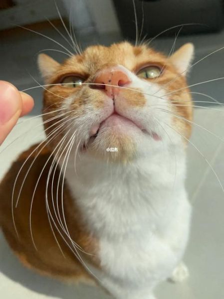 猫胡子剪了有什么后果,猫的胡子可以剪短一点吗
