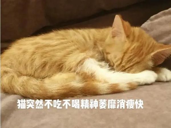 猫食欲不振精神萎靡的原因,猫食欲不振是什么原因