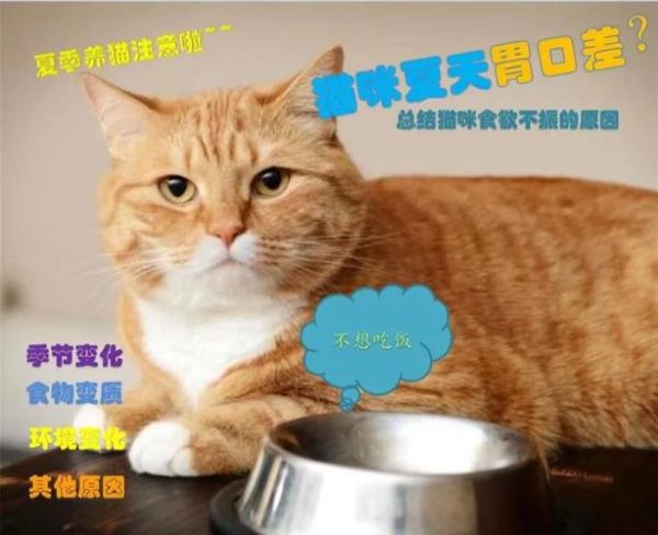 猫食欲不振精神萎靡的原因,猫食欲不振是什么原因