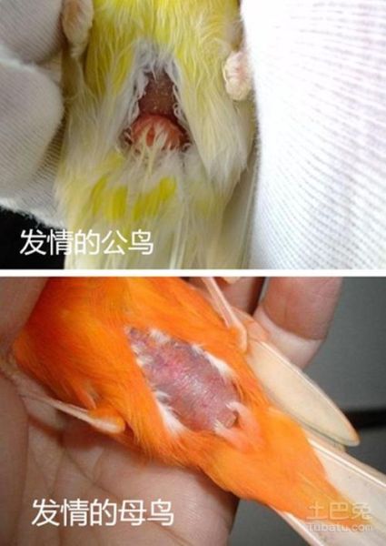 玉鸟公母区分图辨认,玉鸟公母叫声对比