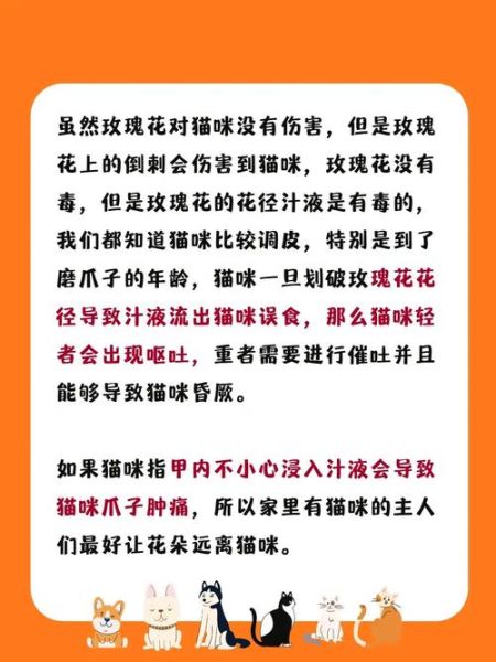 玫瑰对猫有伤害吗,玫瑰对猫有毒吗会死吗