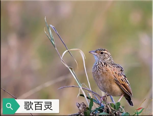 百灵正宗十三口叫声大全,百灵鸟怎么溜鸟