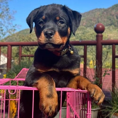 罗威纳犬图片,罗威纳在哪