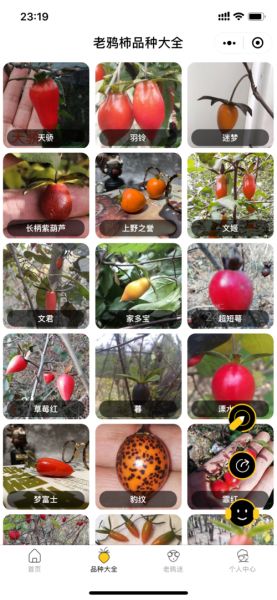 老鸦柿赤兔品种,垂耳兔品种