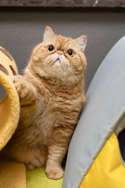 胖胖的猫咪名字,胖胖的猫咪图片