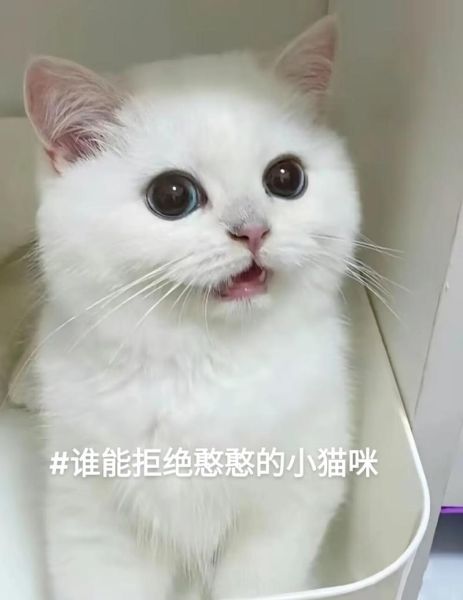 胖胖的猫咪名字,胖胖的猫咪图片