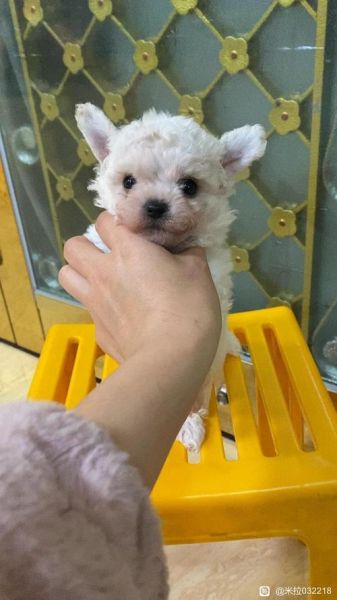 茶杯贵宾犬图片大全,茶杯贵宾犬体重