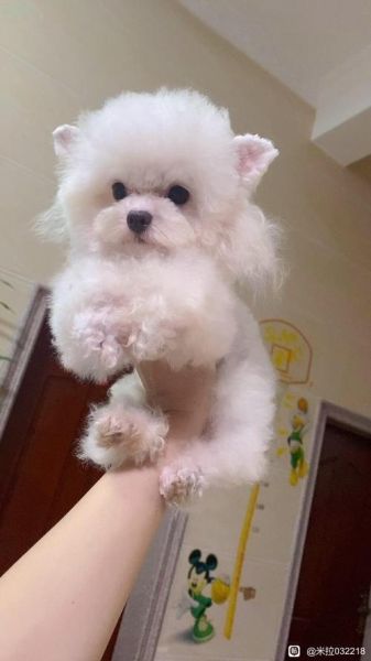 茶杯贵宾犬图片大全,茶杯贵宾犬体重