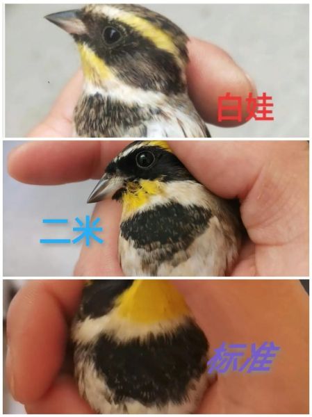 虎头凤母鸟叫音频,虎头凤公母对照图片