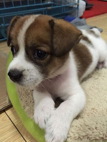 蝴蝶犬幼犬像土狗一样,中华田园犬12个品种