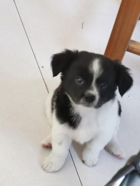 蝴蝶犬幼犬像土狗一样,中华田园犬12个品种
