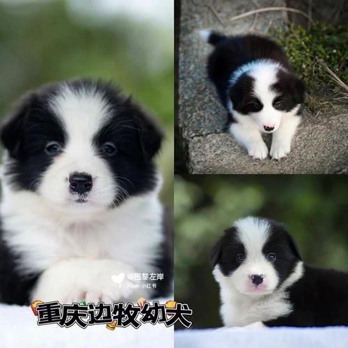 边牧幼崽怎么看纯不纯,边牧怎么看纯不纯种