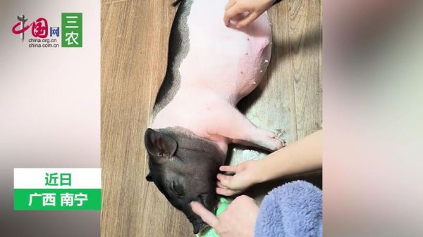 迷你小香猪怎么养,迷你小香猪特点