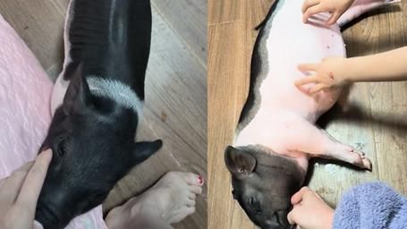 迷你小香猪怎么养,迷你小香猪特点