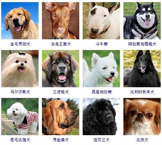 适合家养的狗狗排行榜,适合家养的狗狗排行