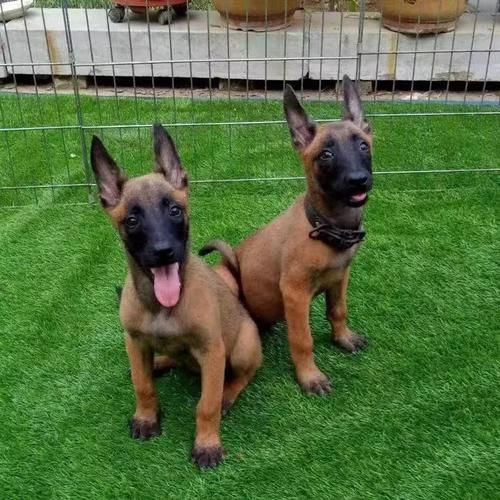 马犬是什么狗类,马犬是什么狗串的