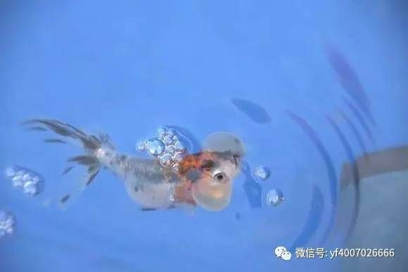 鱼为什么会吐泡泡指什么生肖,鱼为什么会吐泡泡blue