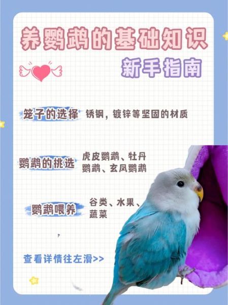 鹦鹉可以晒太阳吗为什么,鹦鹉可以晒太阳吗在太阳底下