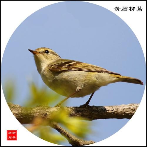 黄眉柳莺鸟叫,黄眉柳莺保护级别