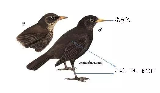 黑鸫与乌鸦的区别,乌鸫来家里是吉是凶