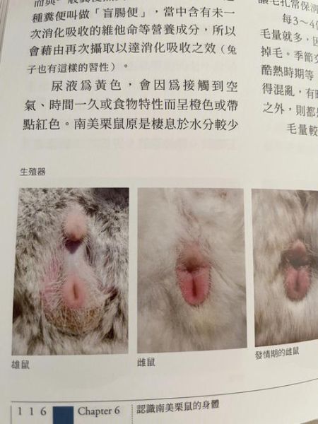 龙猫实际上是什么动物,养龙猫的好处和坏处
