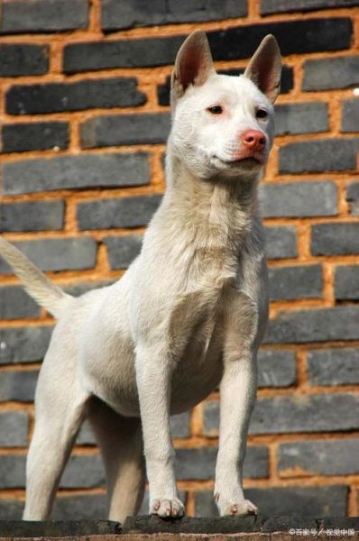 下司犬价格表最新报价,下司犬价格行情