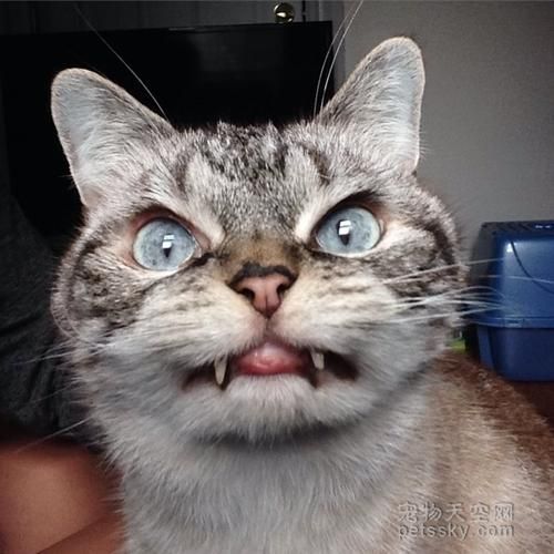 世界上最恐怖的猫长什么样子的图片给我搜索一下,世界上最恐怖的猫咪