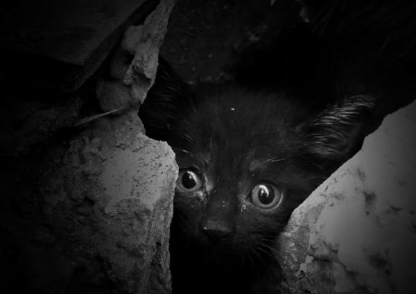 世界上最恐怖的猫长什么样子的图片给我搜索一下,世界上最恐怖的猫咪
