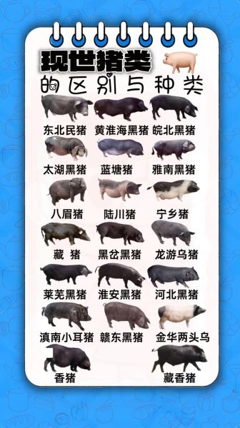 世界八大种猪,世界八大名猪是什么