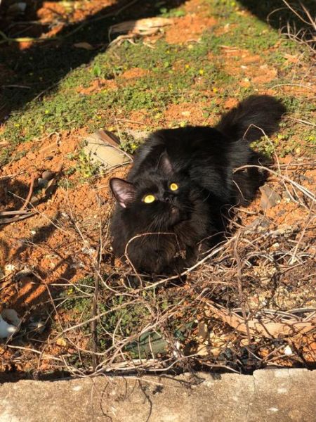 中华田园黑猫多少钱一只,黑猫多少钱一只宠物