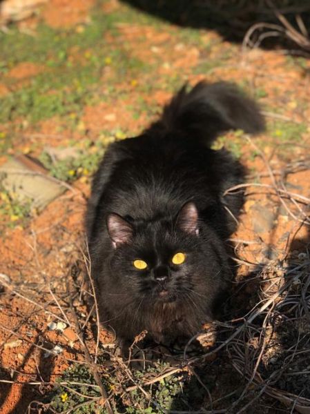 中华田园黑猫多少钱一只,黑猫多少钱一只宠物