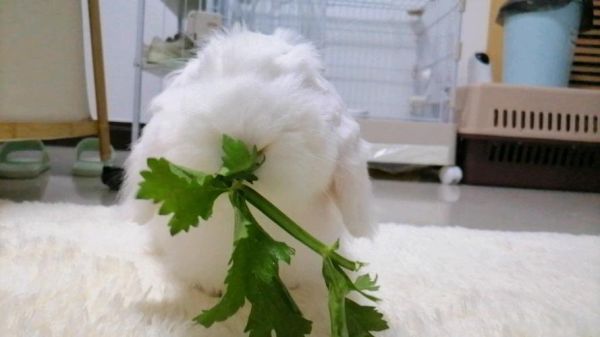 兔子吃芹菜吗会死吗,兔子能吃芹菜吗小红书