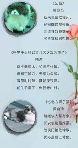 关于猫的诗句,关于猫的诗句及表达感情