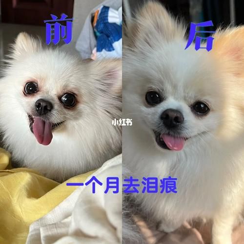 博美泪痕严重怎么去除,博美泪痕怎么去除博美可以吃鸡蛋羹吗