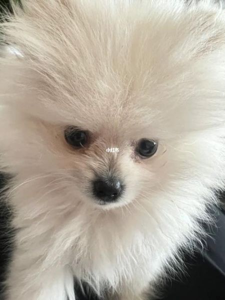 博美泪痕严重怎么去除,博美泪痕怎么去除博美可以吃鸡蛋羹吗