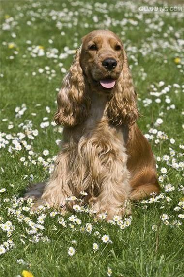可卡犬多少钱一只在哪里买,英国可卡犬多少钱一只