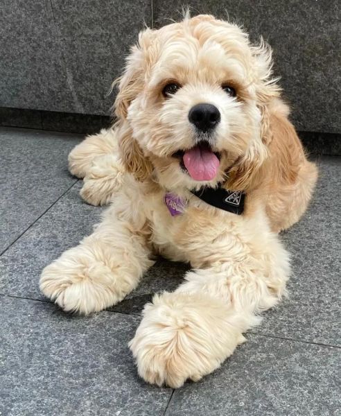 可卡犬多少钱一只在哪里买,英国可卡犬多少钱一只