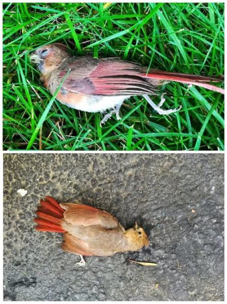 埋葬死去的小动物的福报,埋葬小动物的因果