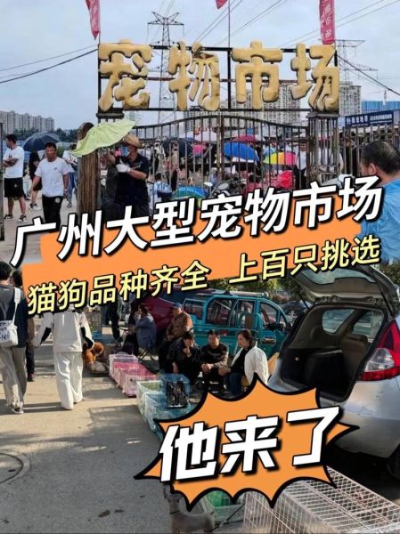 宠物批发市场在哪里,广州宠物批发市场